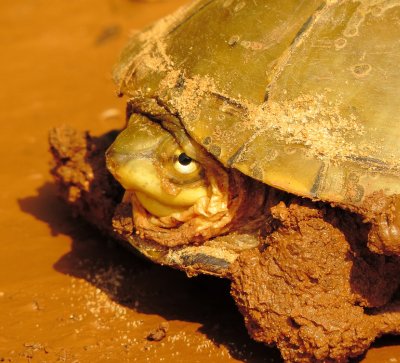 Yellow Mud Turtle