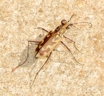 Panhandle Tiger Beetle