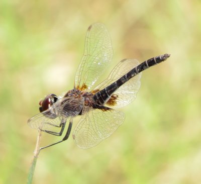 Marl Pennant