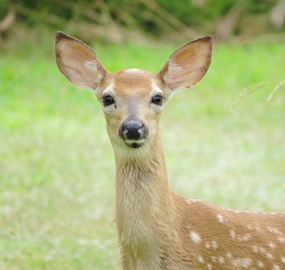White-Tailed Deer