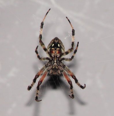 Spotted Orbweaver Species