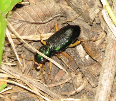 Virginia Metallic Tiger Beetle