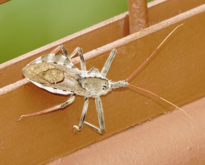 North American Wheel Bug