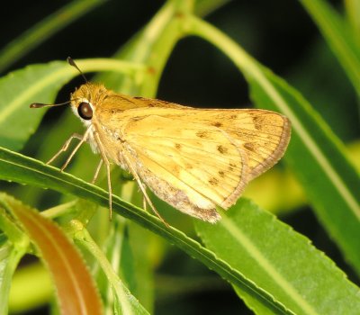 Fiery Skipper