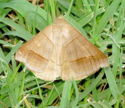 Texas Mocis Moth