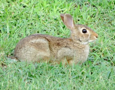 Eastern Cottontail