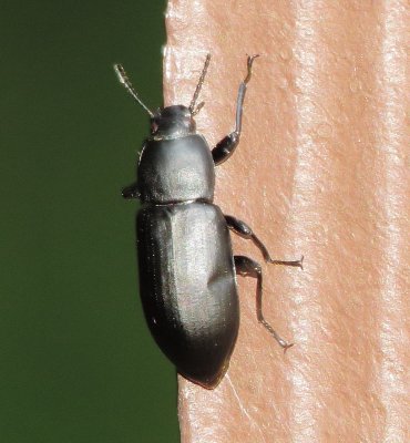 Darkling Beetle Species