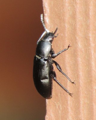 Darkling Beetle Species