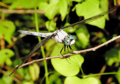 Great Blue Skimmer