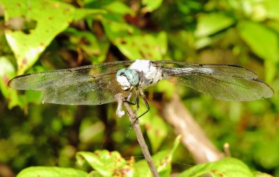 Great Blue Skimmer