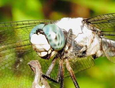 Great Blue Skimmer