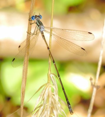 Slender Spreadwing