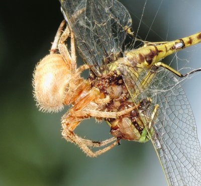 Spotted Orbweaver