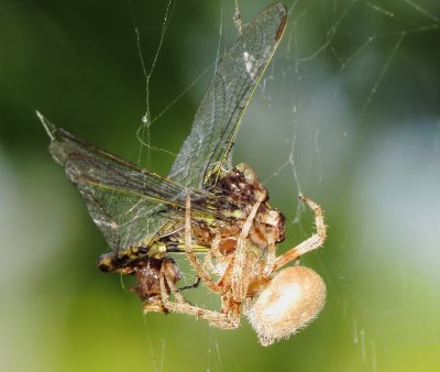 Spotted Orbweaver