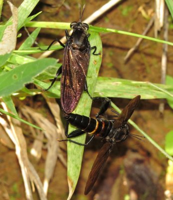 Mydas Chrysostomus