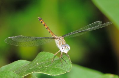 Blue-Faced Meadowhawk