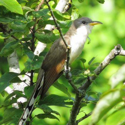 Yellow-Billed Cuckoo