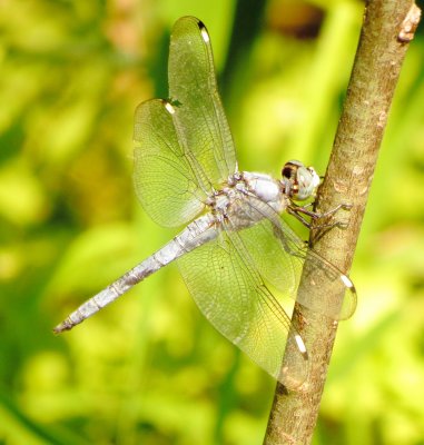 Comanche Skimmer