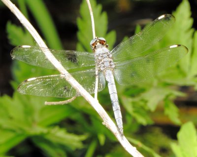 Comanche Skimmer