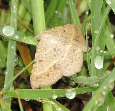 Pale-Lined Angle