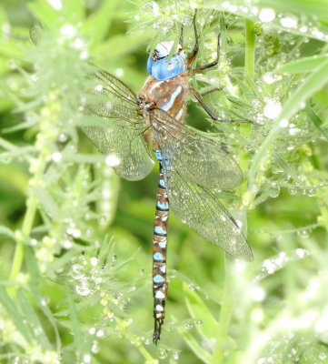 Blue-Eyed Darner