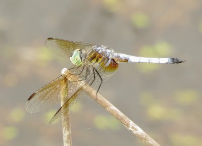 Blue Dasher