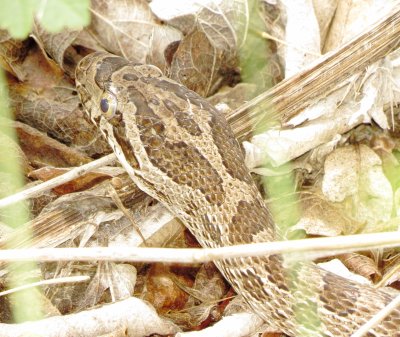 Great Plains Ratsnake