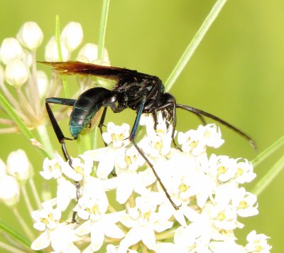 Tarantula Hawk Species