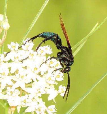 Tarantula Hawk Species