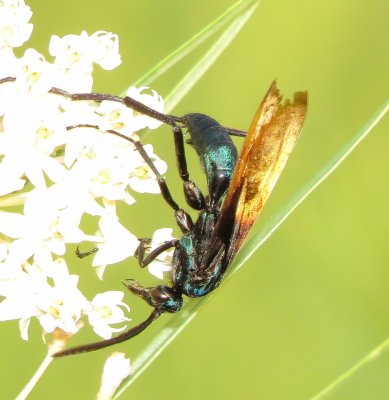 Tarantula Hawk Species
