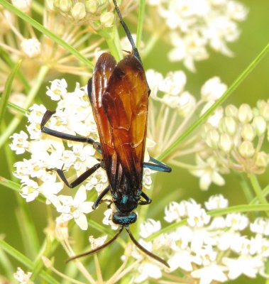 Tarantula Hawk Species