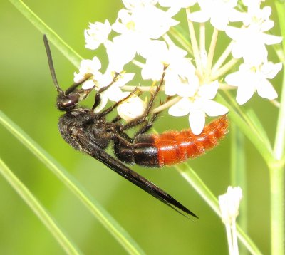 Fire-Tailed Scoliid Wasp