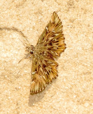 Common Streaky-Skipper