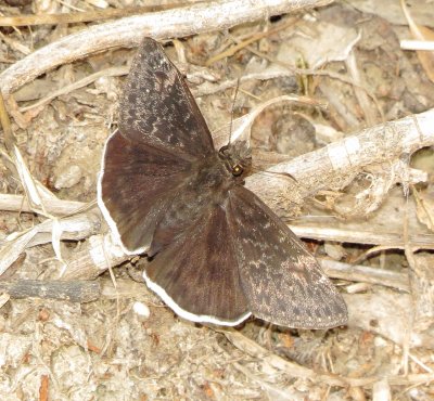 Funereal Duskywing