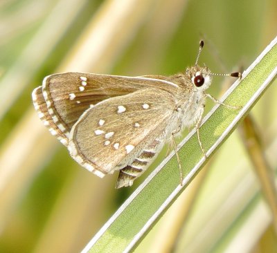 Dotted Roadside Skipper