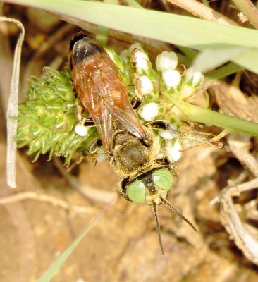 Sand-Loving Wasp Species