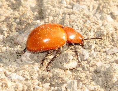 Reddish Potato Beetle