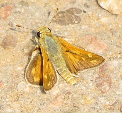 Branded Skipper Species