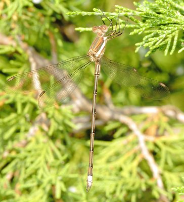Great Spreadwing