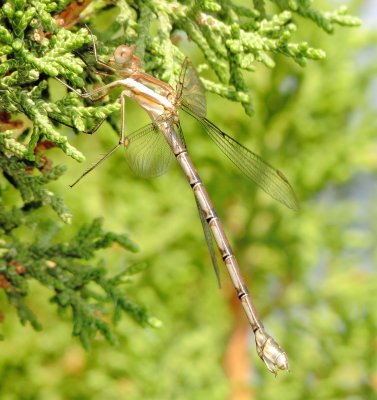 Great Spreadwing