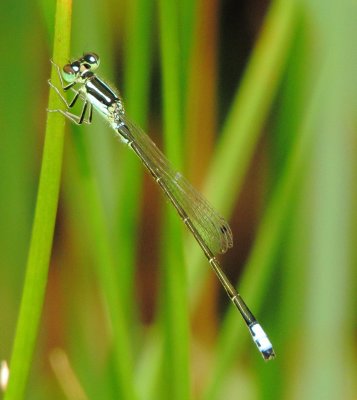 Eastern Forktail