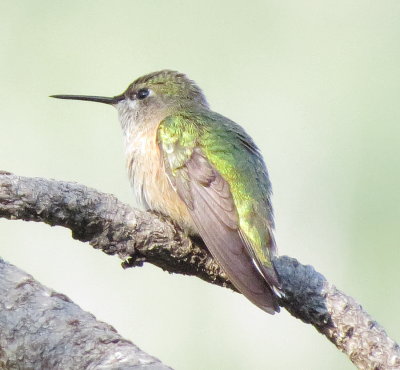 Calliope Hummingbird