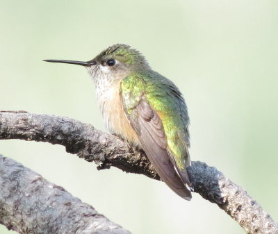 Calliope Hummingbird