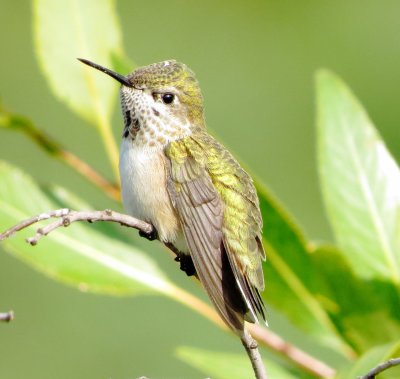 Calliope Hummingbird