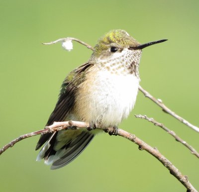 Calliope Hummingbird