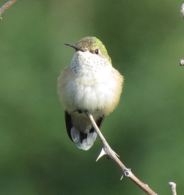 Calliope Hummingbird