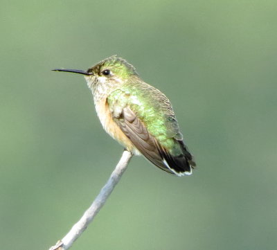 Calliope Hummingbird