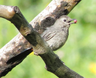 Gray Catbird