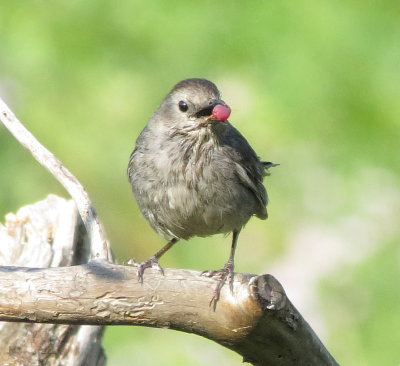 Gray Catbird