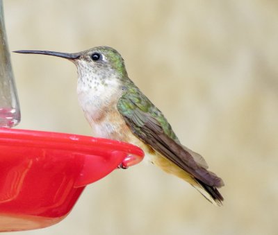 Broad-Tailed Hummingbird